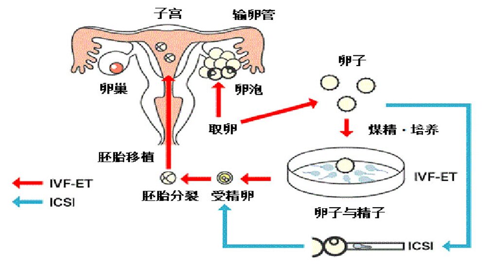香港借卵机构：我的“幸孕”不是“奇迹”